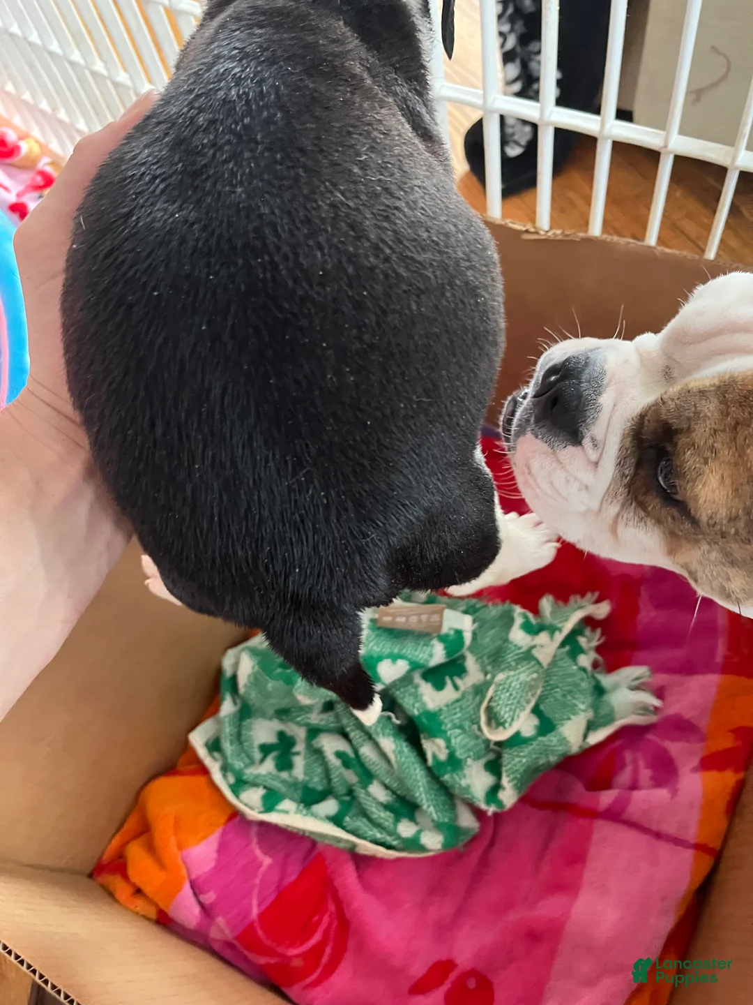 Mixed Breed dogs for sale: Jackiee Chan - Ad 2