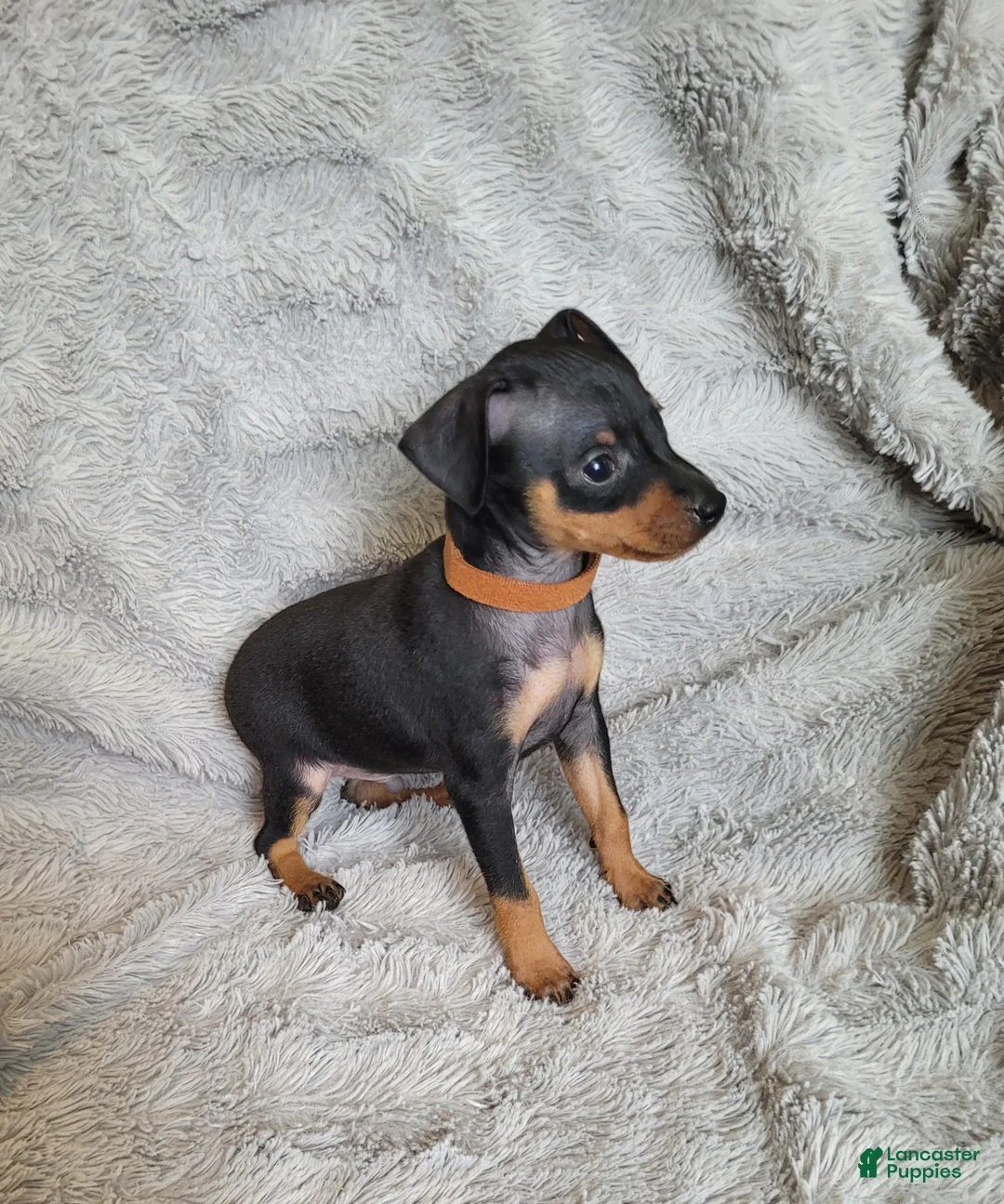 Miniature Pinscher dogs for sale: Paws 🐾  - Ad 2