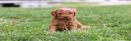 Mini Goldendoodle dogs for sale: Tessa - Ad 12