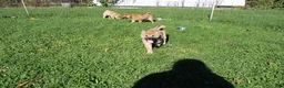 Shiba Inu dogs for sale: Chili - Ad 10