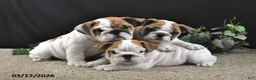 English Bulldog dogs for sale: Astro - Ad 3