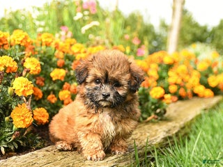 Teddy Bear dogs - Ad 16