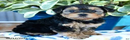 Yorkiepoo dogs for sale: Lady Bug - Ad 3