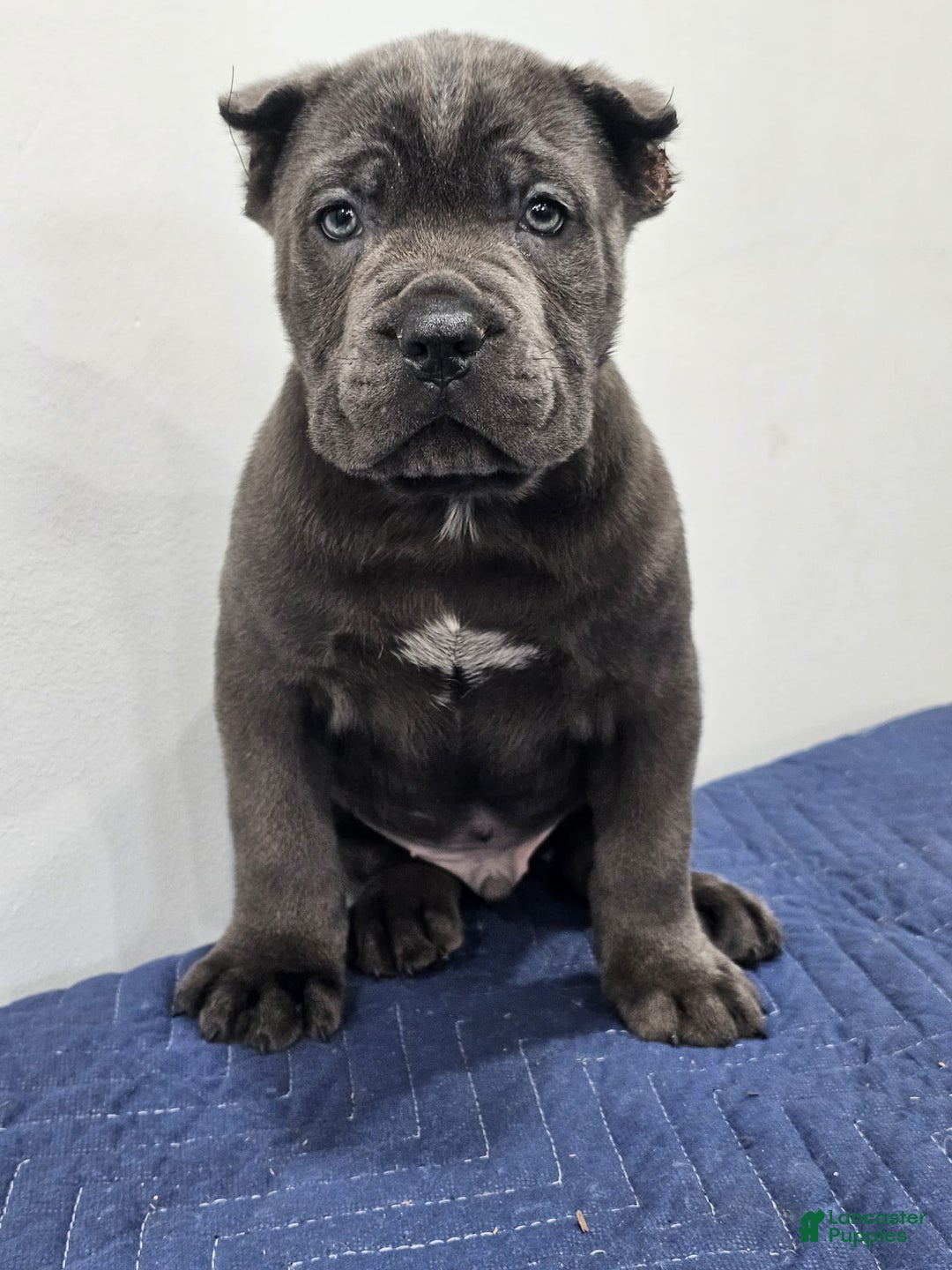 Cane Corso dogs for sale: BRUTUS - Ad 4