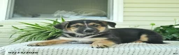 Mixed Breed dogs for sale: Rocky  - Ad 5