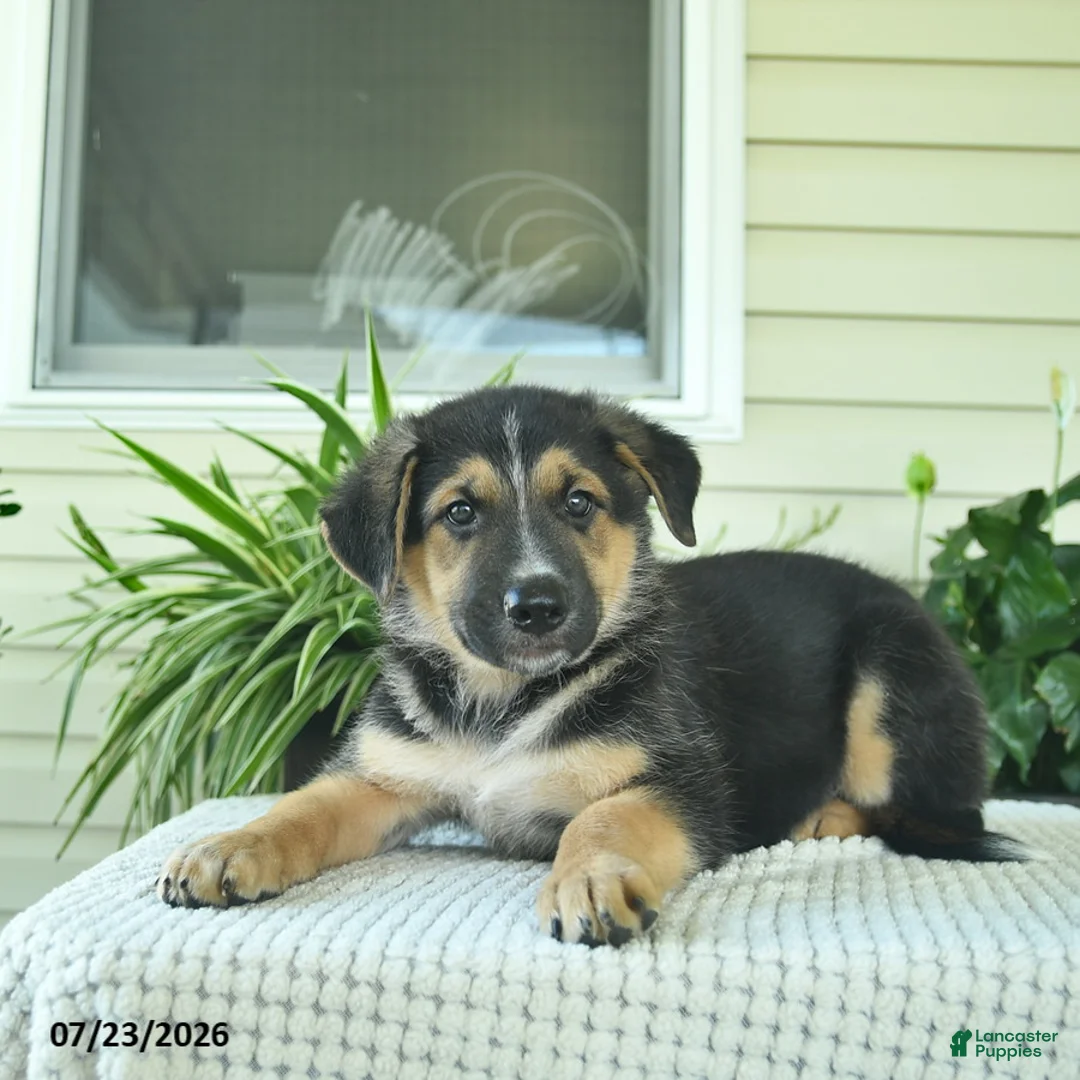 Mixed Breed dogs for sale: Rocky  - Ad 5