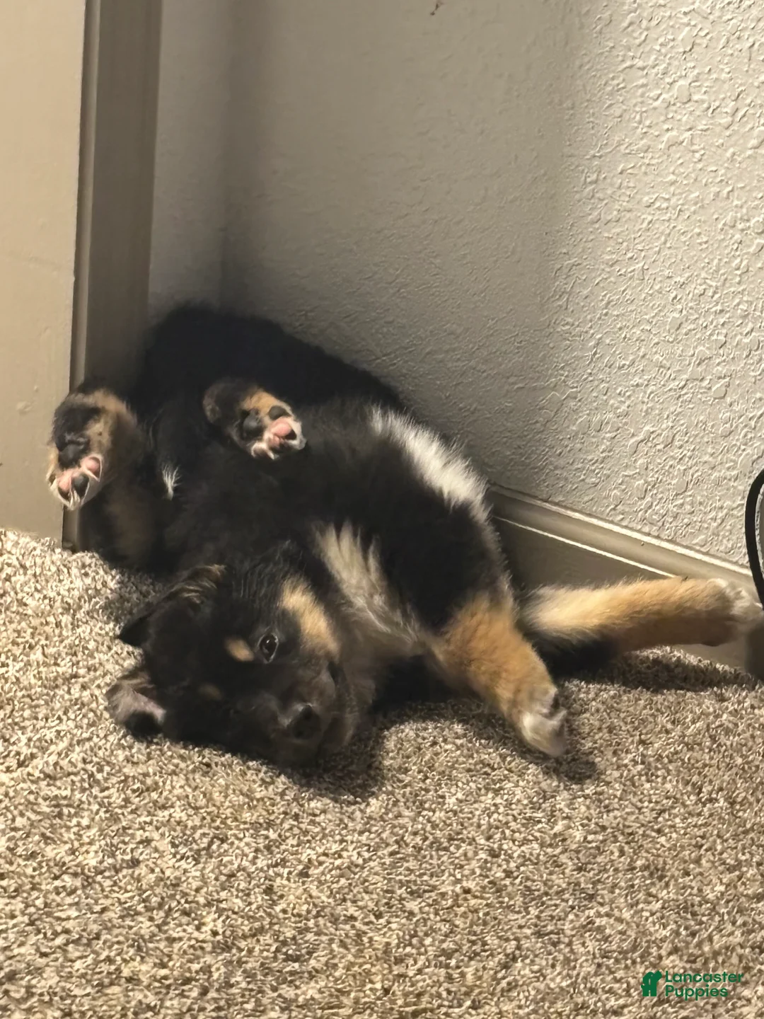 Mixed Breed dogs for sale: Kali - Ad 1