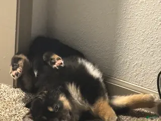 Mixed Breed dogs Kali - Ad 25