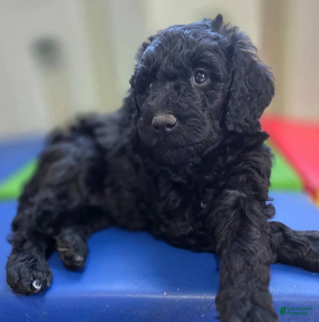 Bernedoodle dogs for sale: Peacon - Ad 1