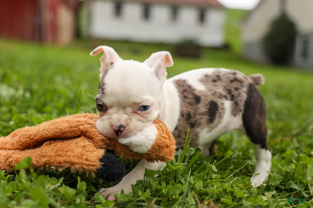 Frenchton dogs for sale: BELLA - Ad 1