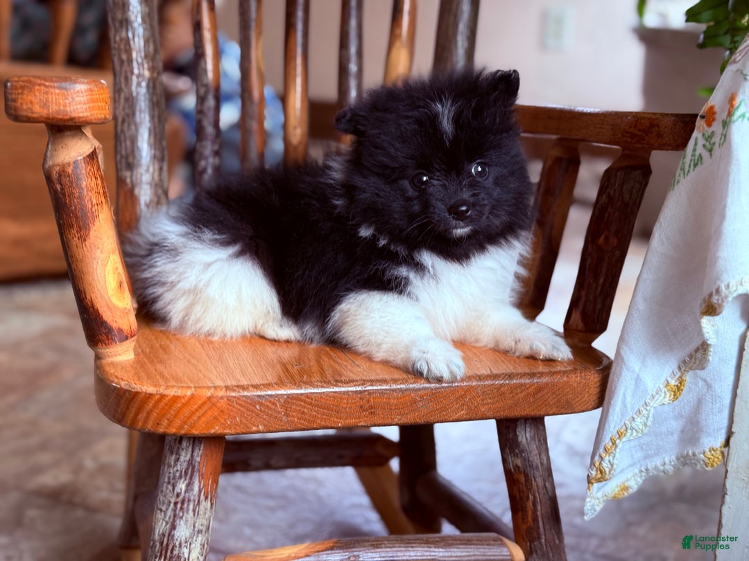 Pomeranian dogs for sale: Klaudia  - Ad 5
