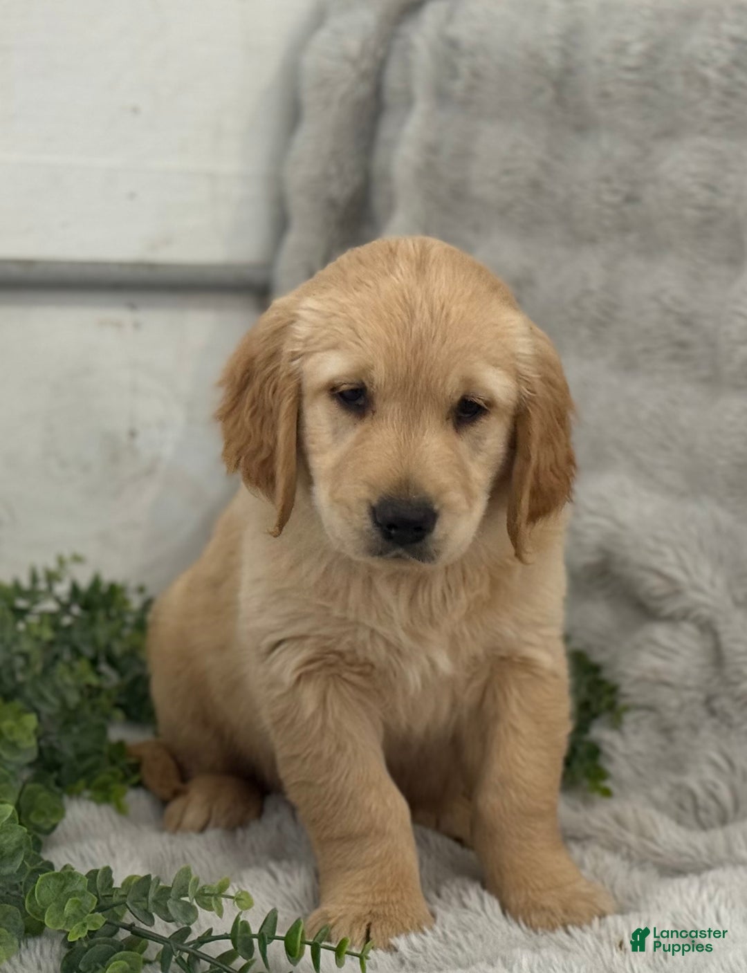 Golden Retriever dogs for sale: Rudolf - Ad 4