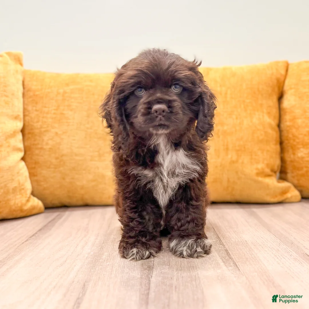 Cocker Spaniel dogs for sale: Pearl - Ad 1