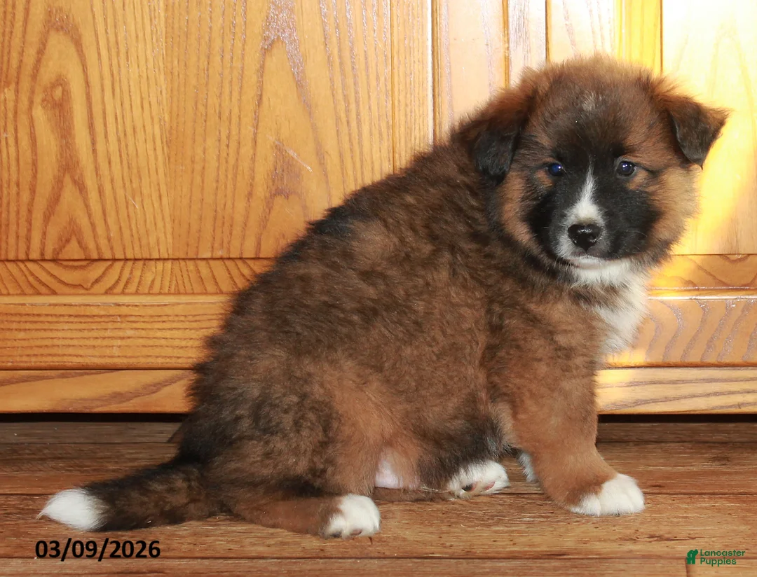 Mixed Breed dogs for sale: Buster - Ad 2