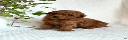 Mini Goldendoodle dogs for sale: Mini Goldendoodle 1 - Ad 3