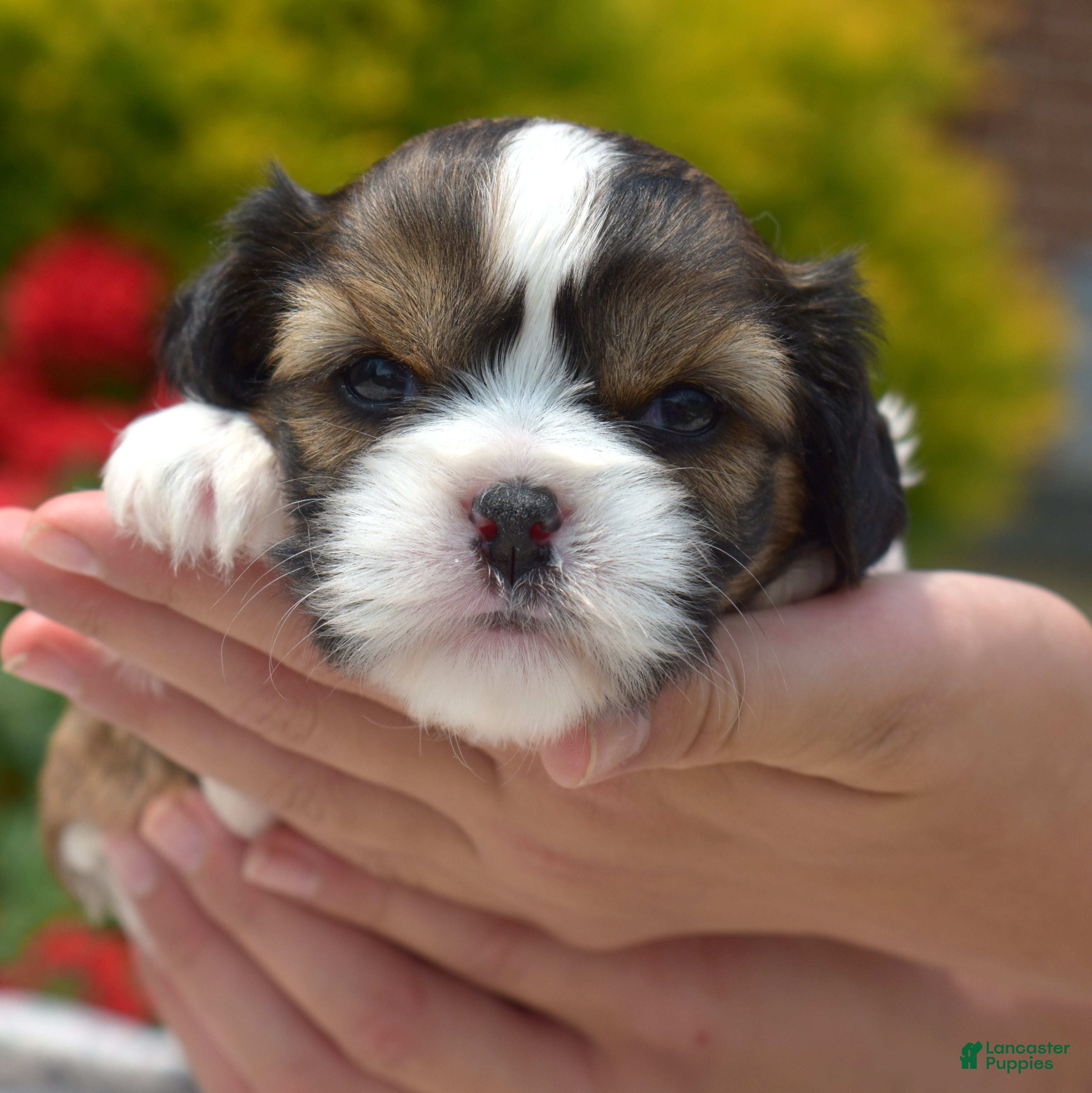 Mixed Breed dogs Petunia  - Ad 2