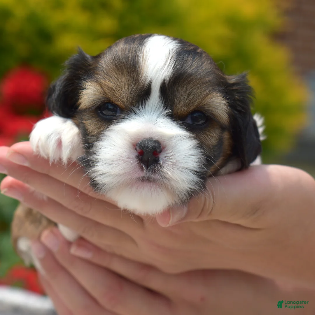 Mixed Breed dogs for sale: Petunia  - Ad 2