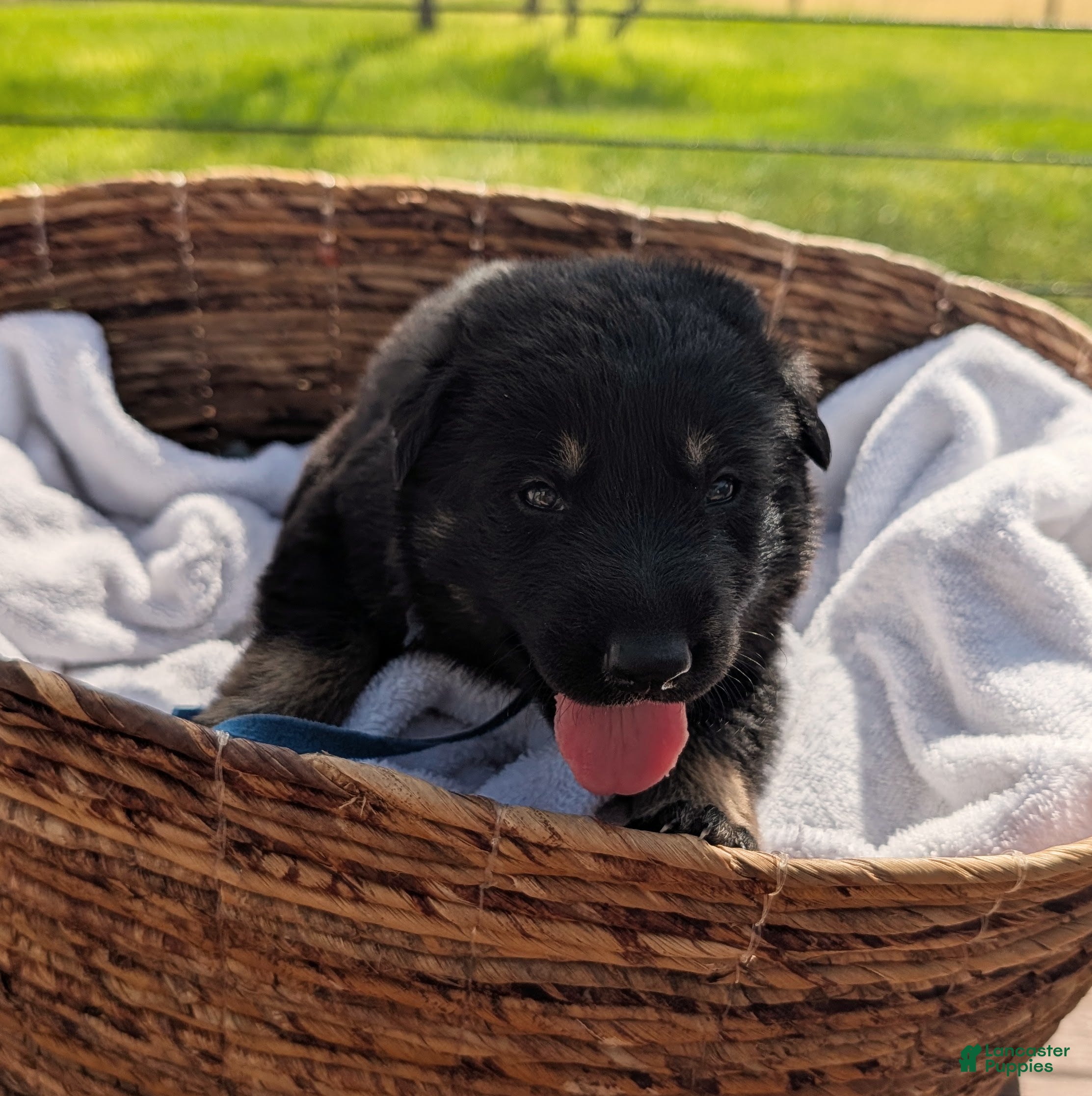 Mixed Breed dogs Huckleberry - Ad 4