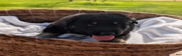 Mixed Breed dogs for sale: Huckleberry - Ad 1