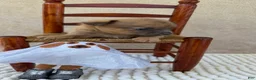 Chihuahua dogs for sale: Chihuahua 2 - Ad 13