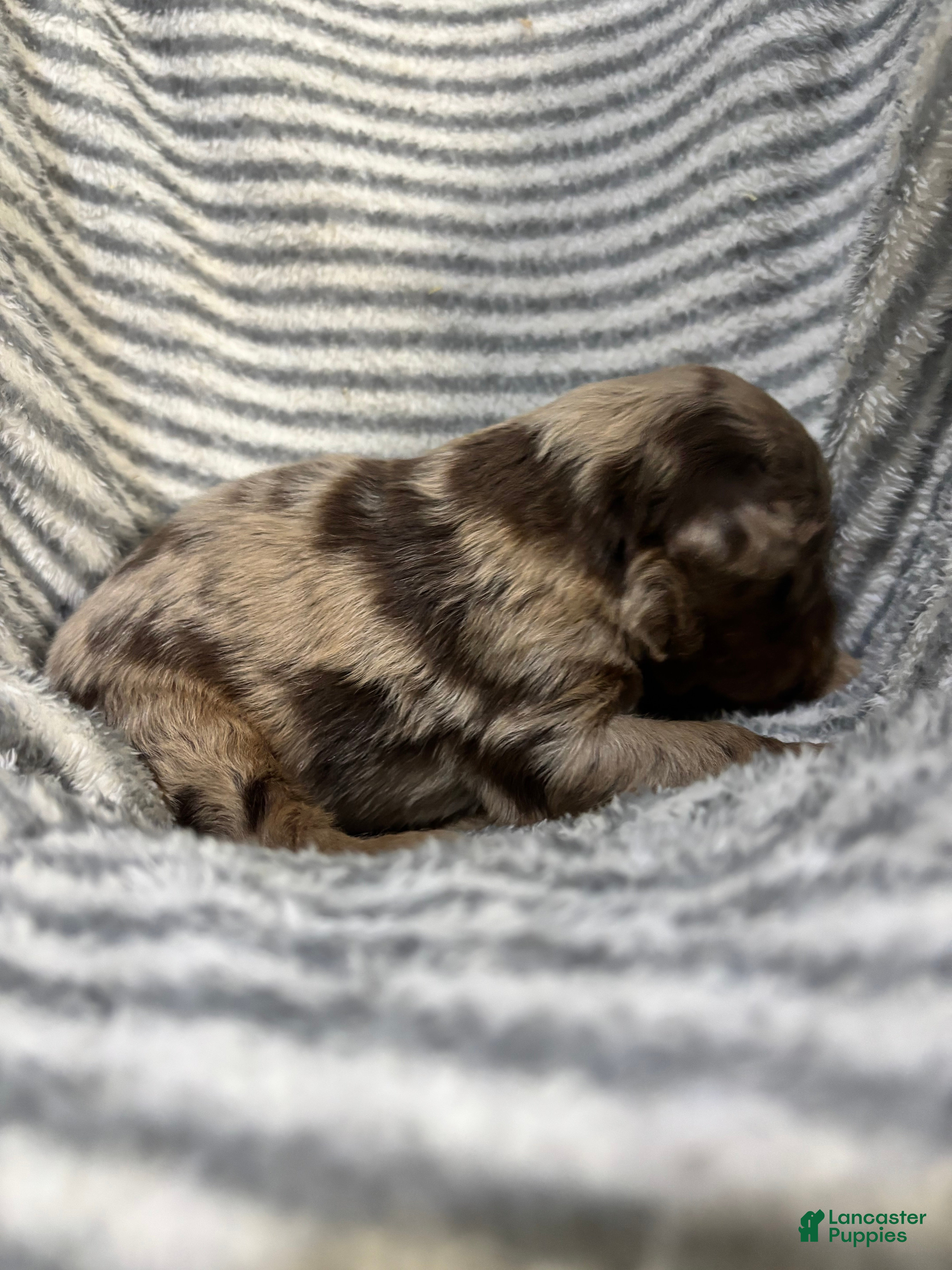 Aussiedoodle dogs Aussiedoodle 4 - Ad 1