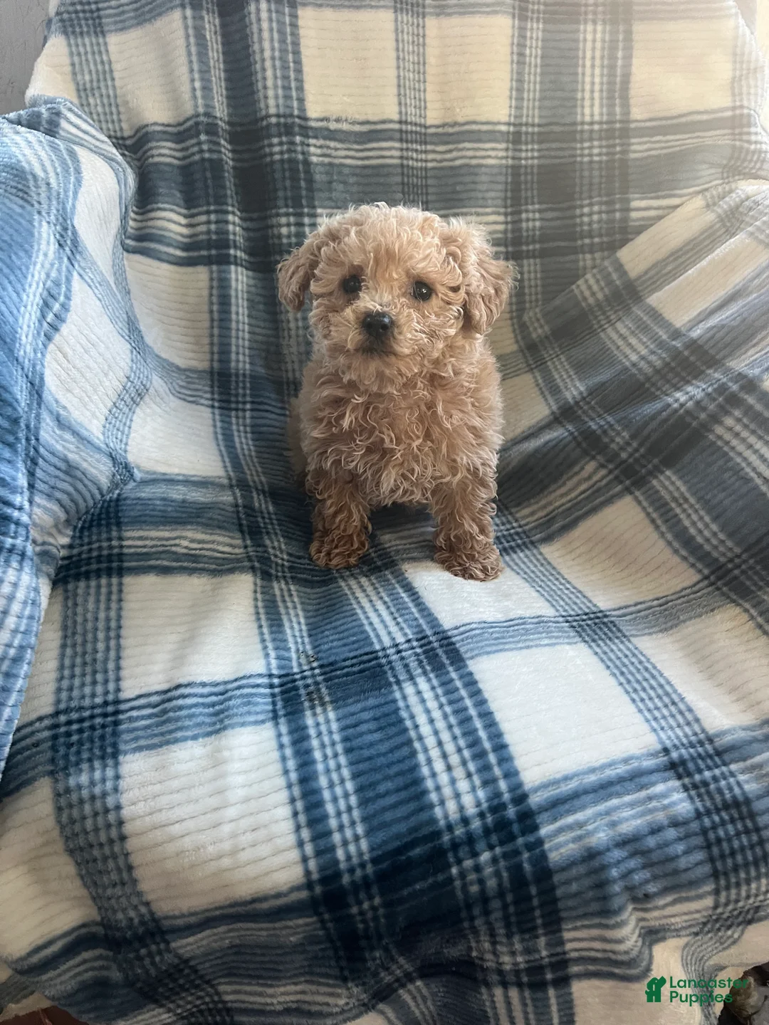 Shihpoo dogs for sale: Peanut (shih-poo) - Ad 10