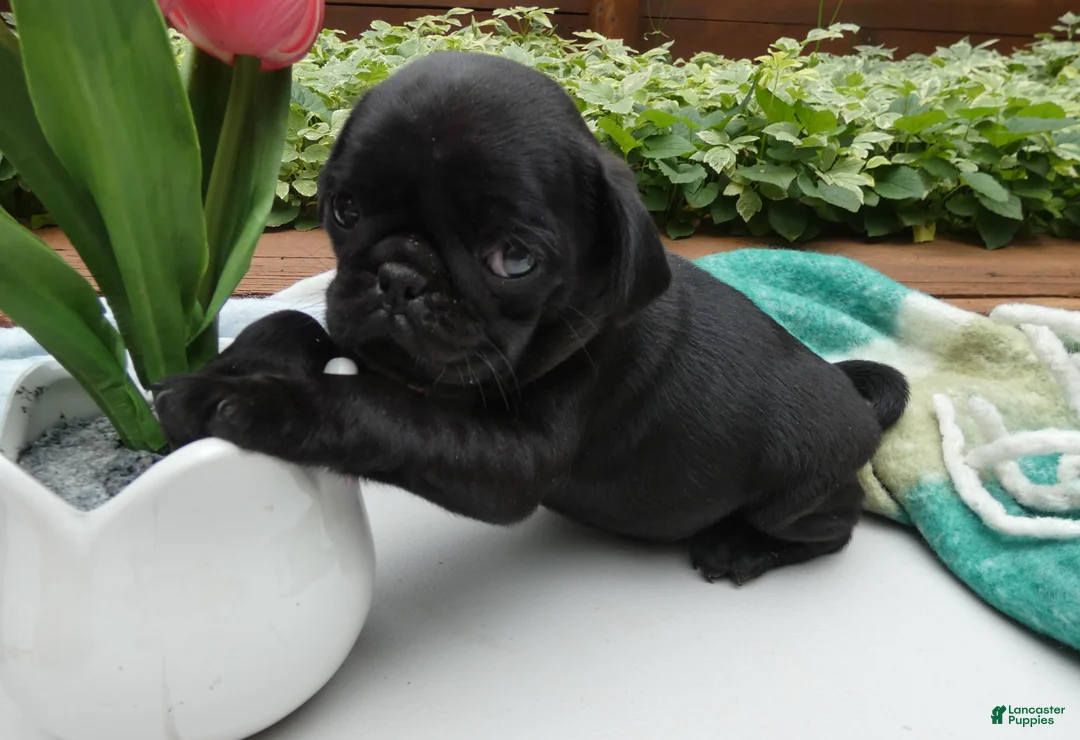 Pug dogs for sale: Pug 2 Roxy - Ad 2