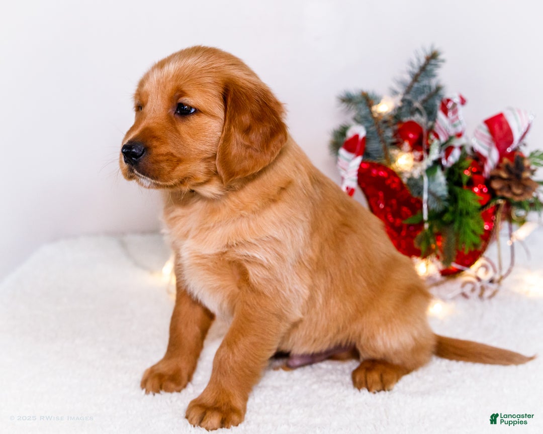 Golden Retriever dogs for sale: Dakoda - Ad 12