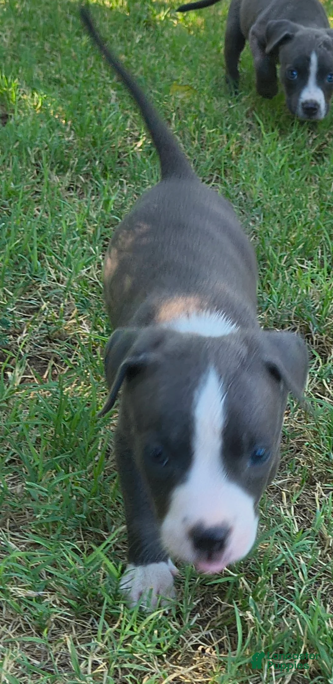 American Pit Bull Terrier dogs for sale: Uno - Ad 2