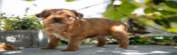 Shorkie dogs for sale: Ellis - Ad 2