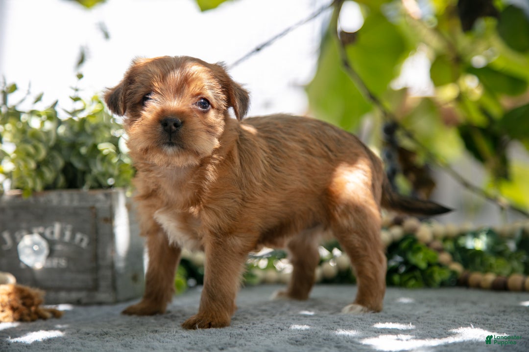 Shorkie dogs for sale: Ellis - Ad 2