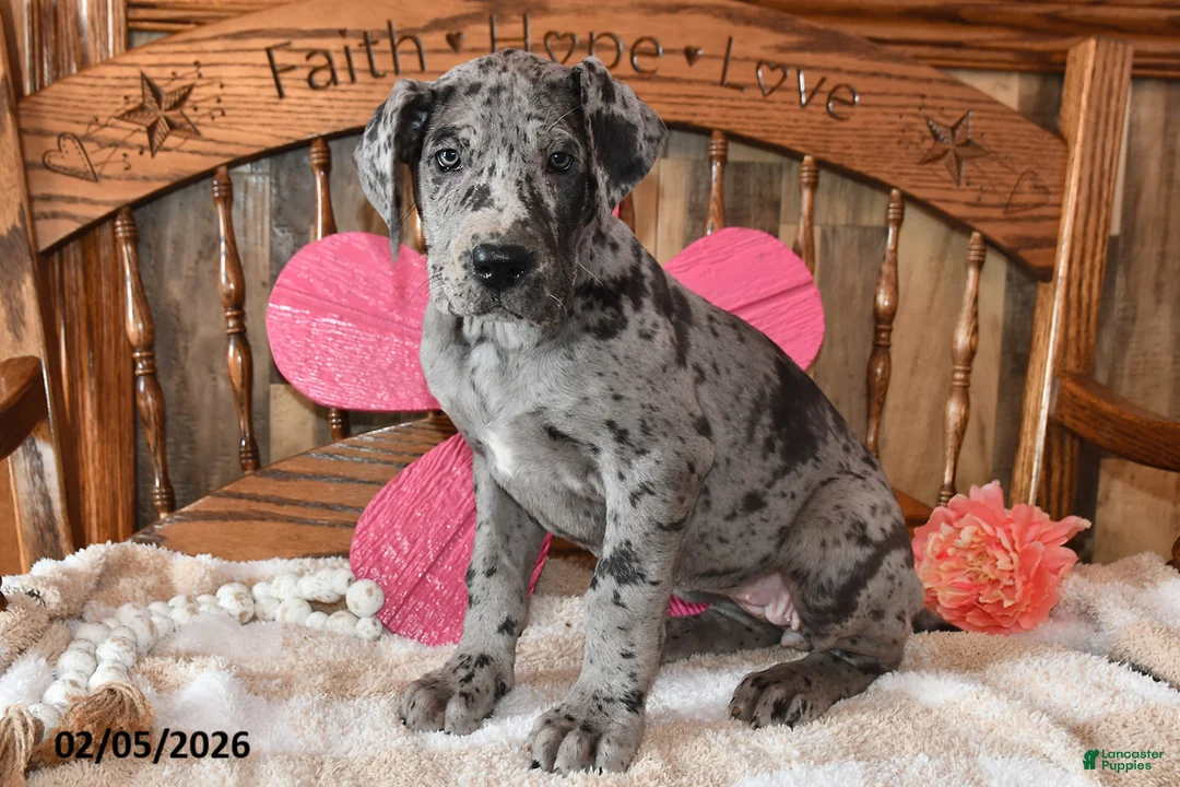 Great Dane dogs for sale: Snazzy - Ad 5