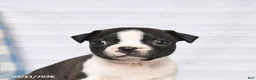 Boston Terrier dogs for sale: Rascal - Ad 5
