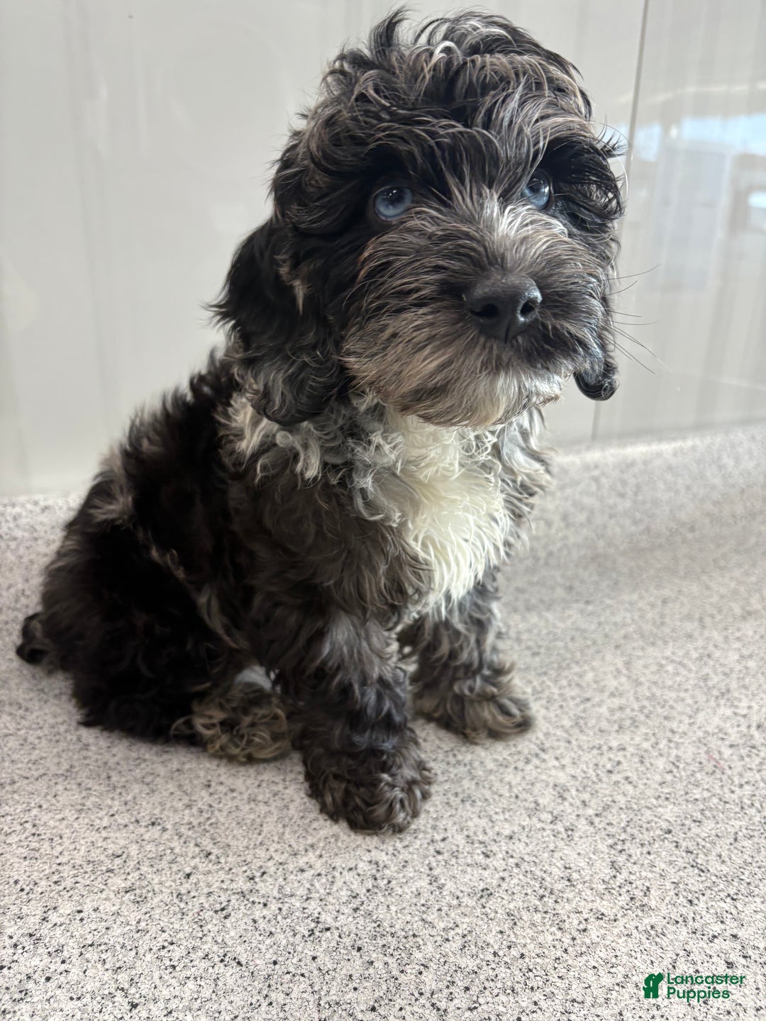 Miniature Poodle dogs for sale: Wave Blue - Ad 3