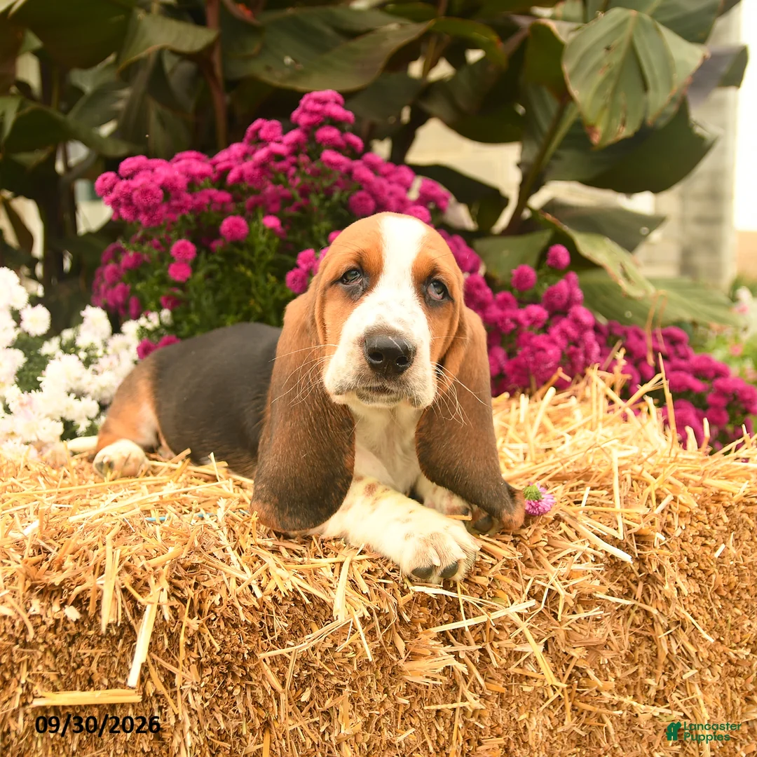 Basset Hound dogs for sale: Milo - Ad 5