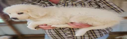 Great Pyrenees dogs for sale: Great Pyrenees  - Ad 3