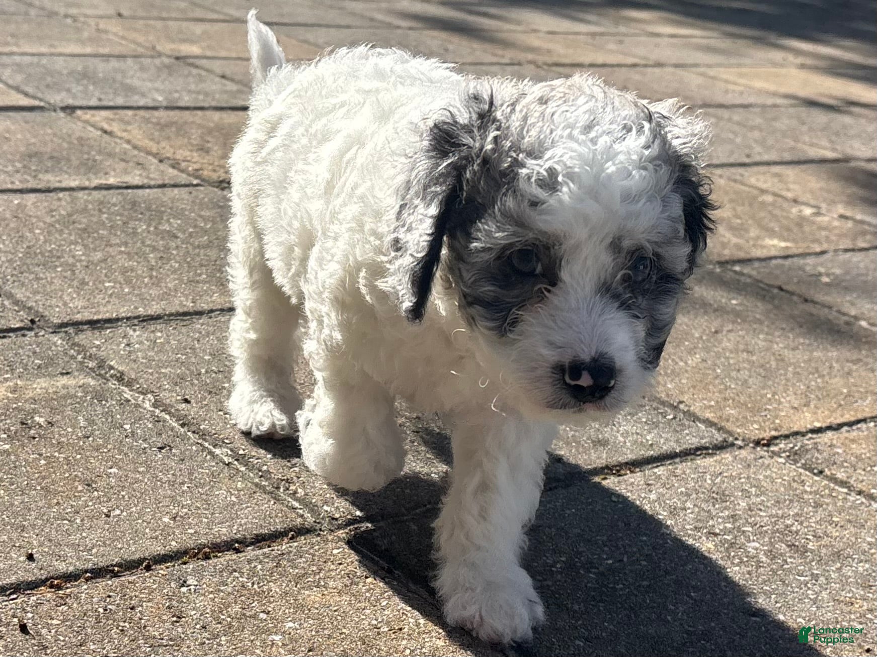 Mini Goldendoodle dogs Bentley  - Ad 1