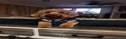 Mini Goldendoodle dogs for sale: Sebri - Ad 7