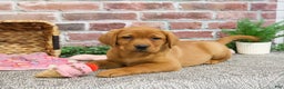 Labrador Retriever dogs for sale: Foxy  - Ad 2