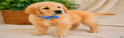 Golden Retriever dogs for sale: Tucker - Ad 4