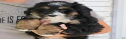 Mini Bernedoodle dogs for sale: Gizmo  - Ad 6
