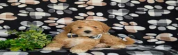 Mixed Breed dogs for sale: Mason Hypoallergenic - Ad 5