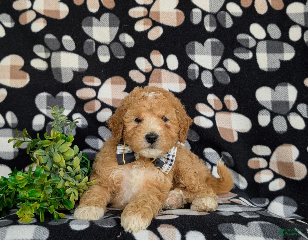 Mixed Breed dogs for sale: Mason Hypoallergenic - Ad 5