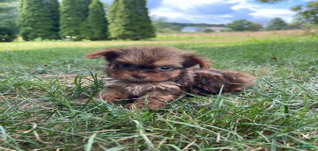 Gallery Image {{count}}