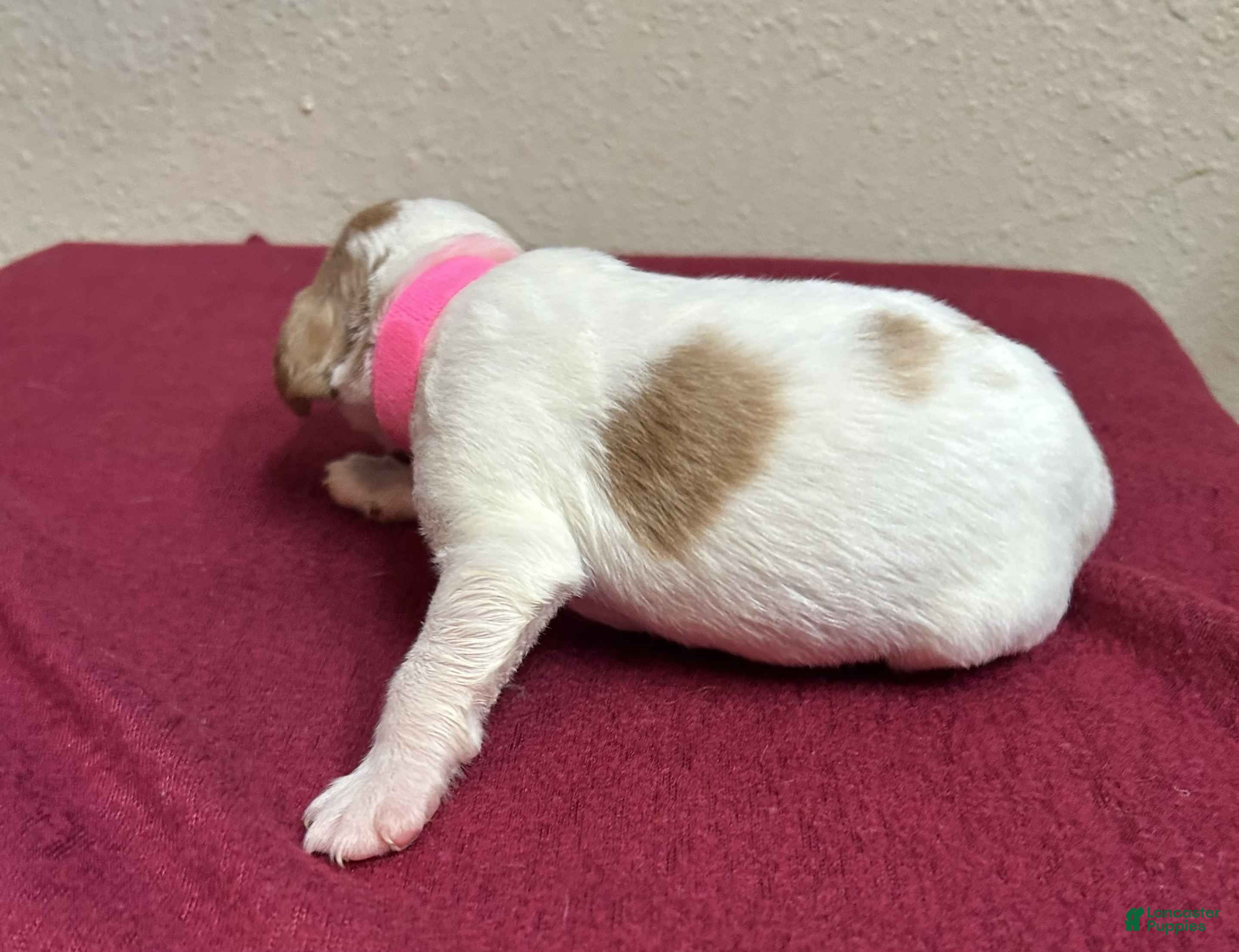 Brittany Spaniel dogs Pink Collar - Ad 2