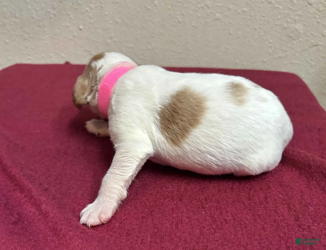Brittany Spaniel dogs for sale: Pink Collar - Ad 2