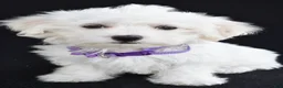 Maltese dogs for sale: Angie - Ad 5