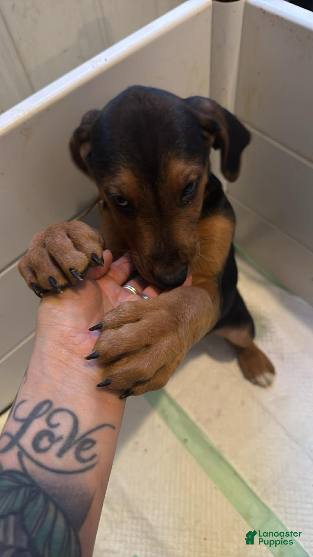 Mixed Breed dogs Mixed Breed Puppy 2 - Ad 31