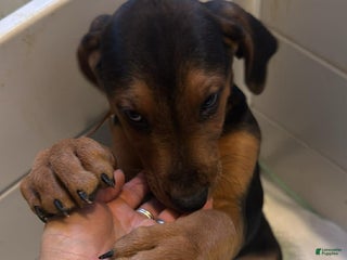 Mixed Breed dogs Mixed Breed Puppy 2 - Ad 31