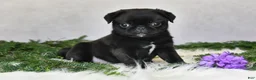 Pug dogs for sale: Jodi - Ad 1
